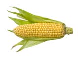Corn at Campbell Farms